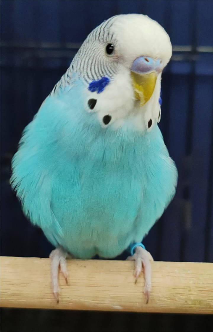 de Jagger Vennootskap Best Budgerigar of Colour on Show